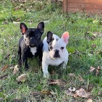 Cuccioli Bulldog francese