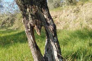 Terreno Agricolo 10.000mq Tivegna (30' da Lerici)