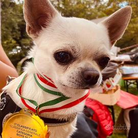 Chihuahua con pedigree disponibile per monta