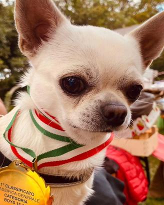 Chihuahua con pedigree disponibile per monta