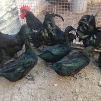 Galli, galline, anatre, faggiani e tacchini