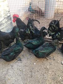 Galli, galline, anatre, faggiani e tacchini