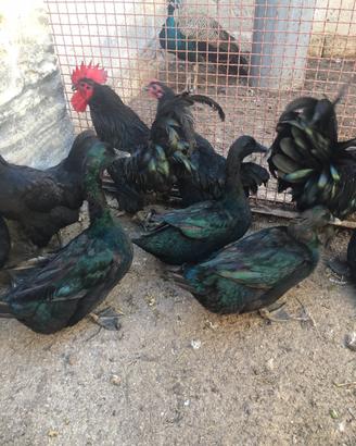 Galli, galline, anatre, faggiani e tacchini