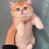 British shorthair golden