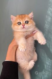 British shorthair golden