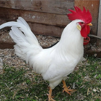 Gallo livornese