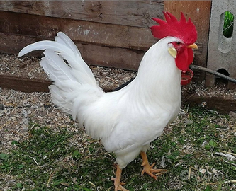 Gallo livornese