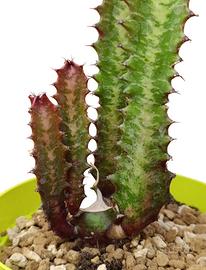 Euphorbia trigona rubra pianta grassa rara