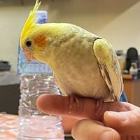 Calopsite allevati a mano