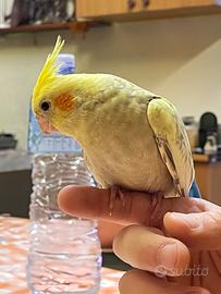 Calopsite allevati a mano