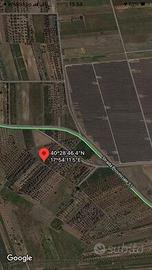 Terreno con uliveti o taglio alberi per legna