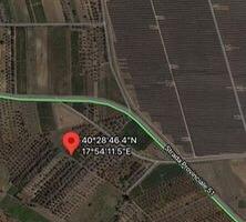 Terreno con uliveti o taglio alberi per legna