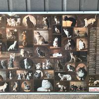 Quadro anni 80 tutti i gatti di razza esistenti