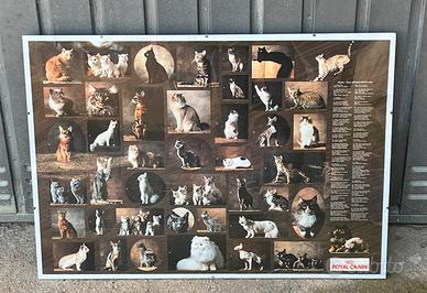 Quadro anni 80 tutti i gatti di razza esistenti