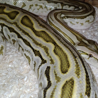 Pitone moluro hypo laberinto