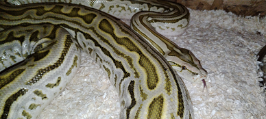 Pitone moluro hypo laberinto