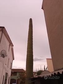 Saguaro Gigante