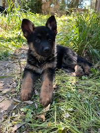 Cucciole pastore tedesco