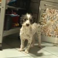 Spazzolina 6 anni