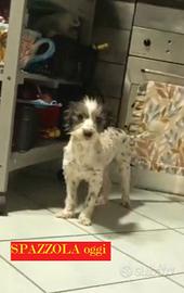 Spazzolina 6 anni