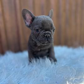 Bulldog Francesi blu tan merle