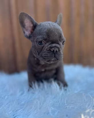 Bulldog Francesi blu tan merle