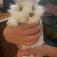 Coniglio nano testa di leone