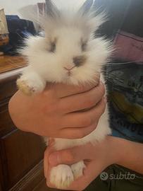 Coniglio nano testa di leone