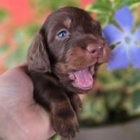 Bassotti cuccioli pelo lungo