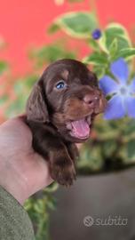 Bassotti cuccioli pelo lungo