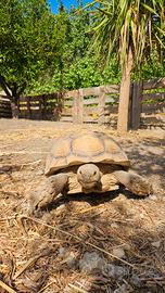 Centrochelis / Geochelone sulcata maschio adulto