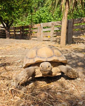 Centrochelis / Geochelone sulcata maschio adulto