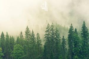 Comune di Racines: Bosco