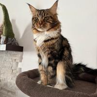 Maine Coon per accoppiamento