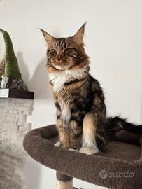 Maine Coon per accoppiamento