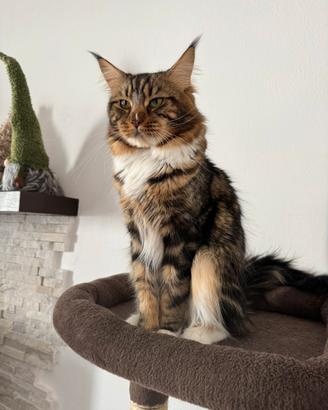Maine Coon per accoppiamento