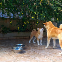 Ultimo cucciolo akita inu