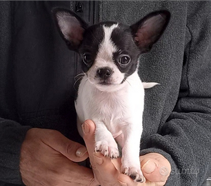 Cucciolo Chihuahua pelo corto