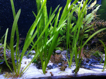 Vallisneria gigantea