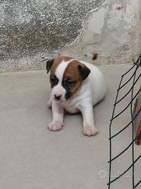 Cuccioli di Jack Russell Terrier