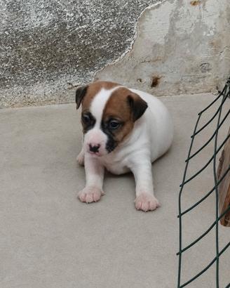 Cuccioli di Jack Russell Terrier