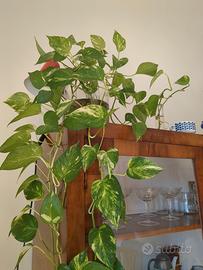 2 talee pianta photos 