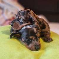 Bassotto Kaninchen Nano