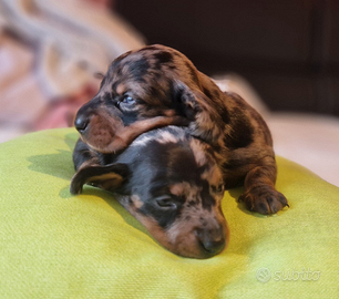 Bassotto Kaninchen Nano