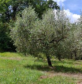 Ulivi di 25 anni