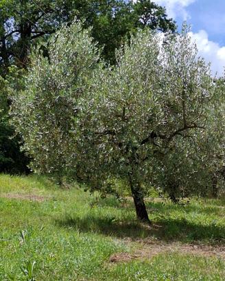 Ulivi di 25 anni