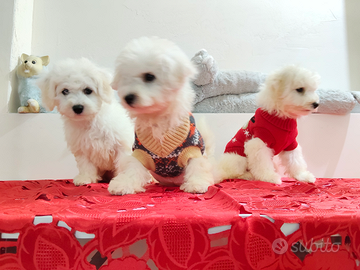 Bichon Frisè 4 Cuccioli X 4 Fortunati CENTRO NORD