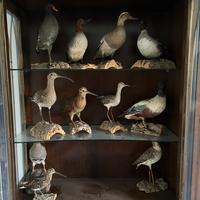 collezione di uccelli tassidermizzati