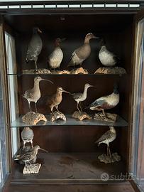 collezione di uccelli tassidermizzati
