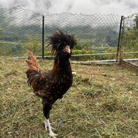 Galli di varie razze